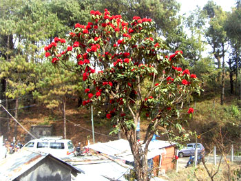 Flora and Fauna in Nepal 